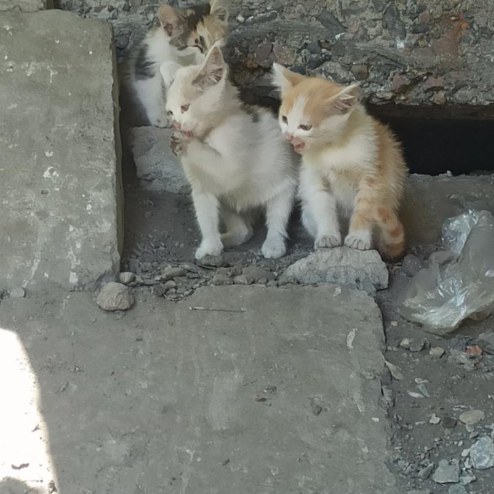 Котятки