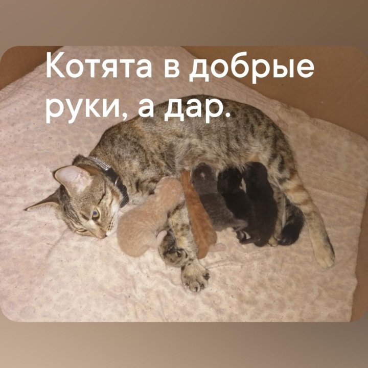 Котята