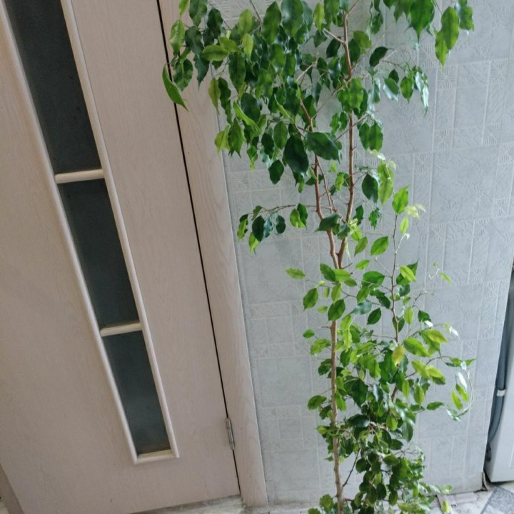 Фикус 1,5м +