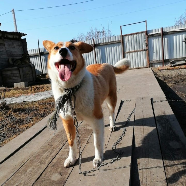 Нужен срочно дом!