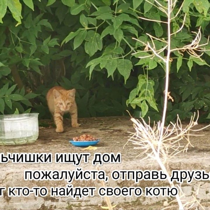 Котята в добрые руки