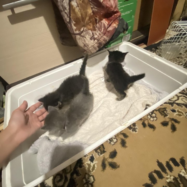 Котята в добрые руки