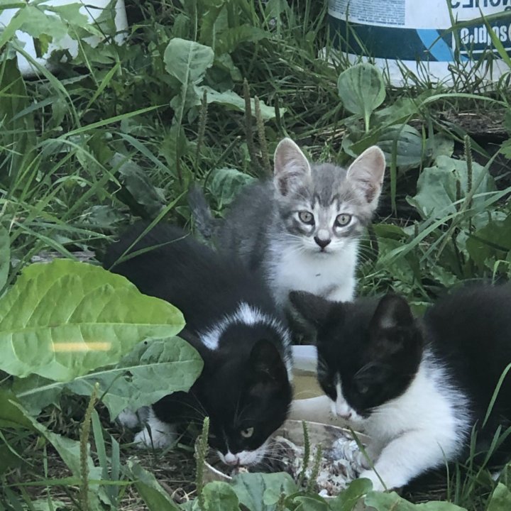 Котята в добрые руки бесплатно