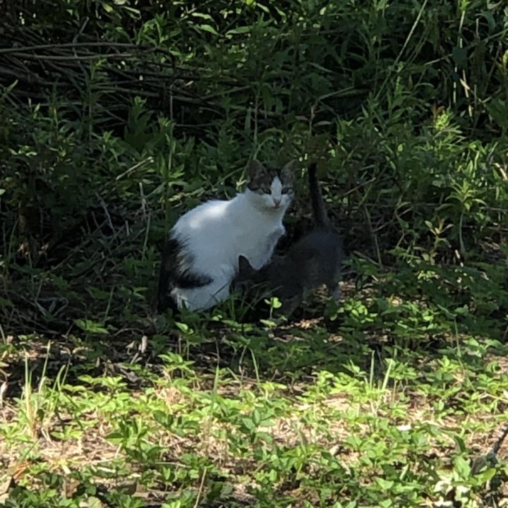 Котята в добрые руки бесплатно