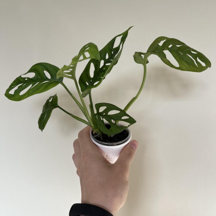 Монстера манки