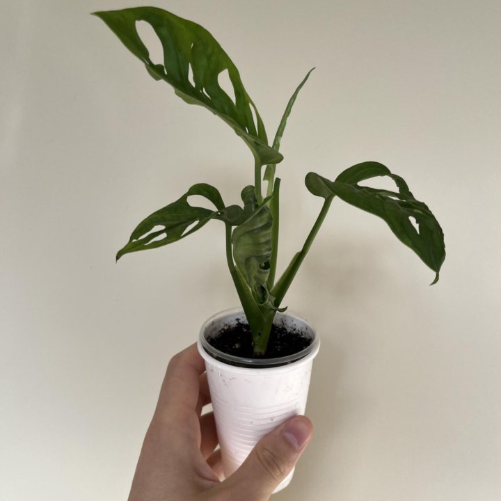 Монстера манки