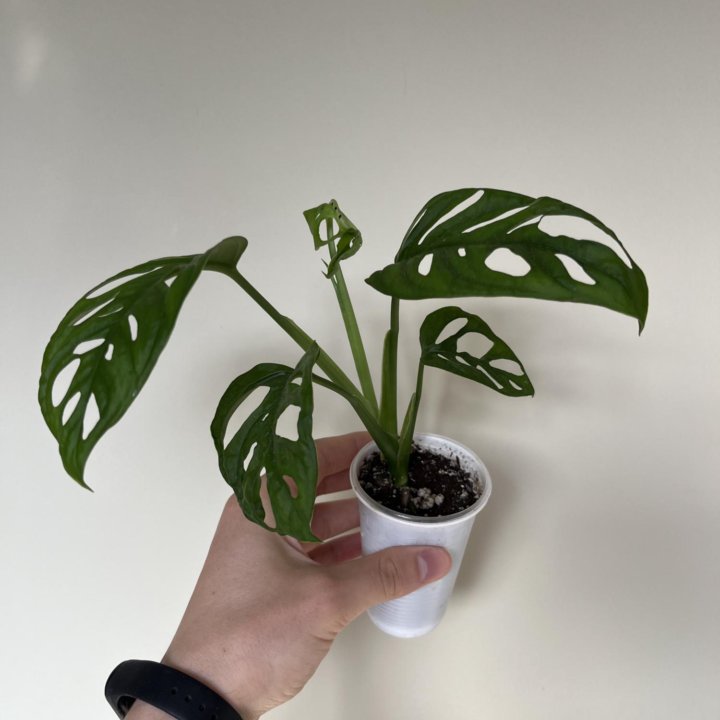 Монстера манки