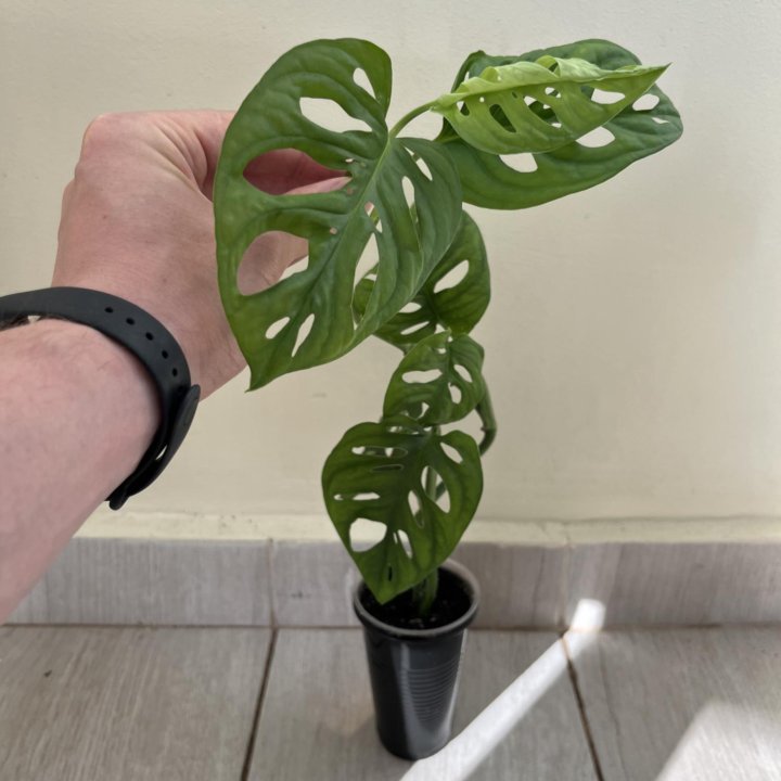 Монстера манки