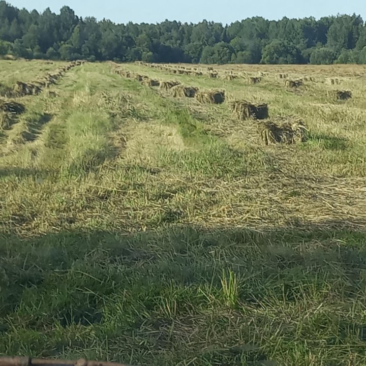 Сено в тюках