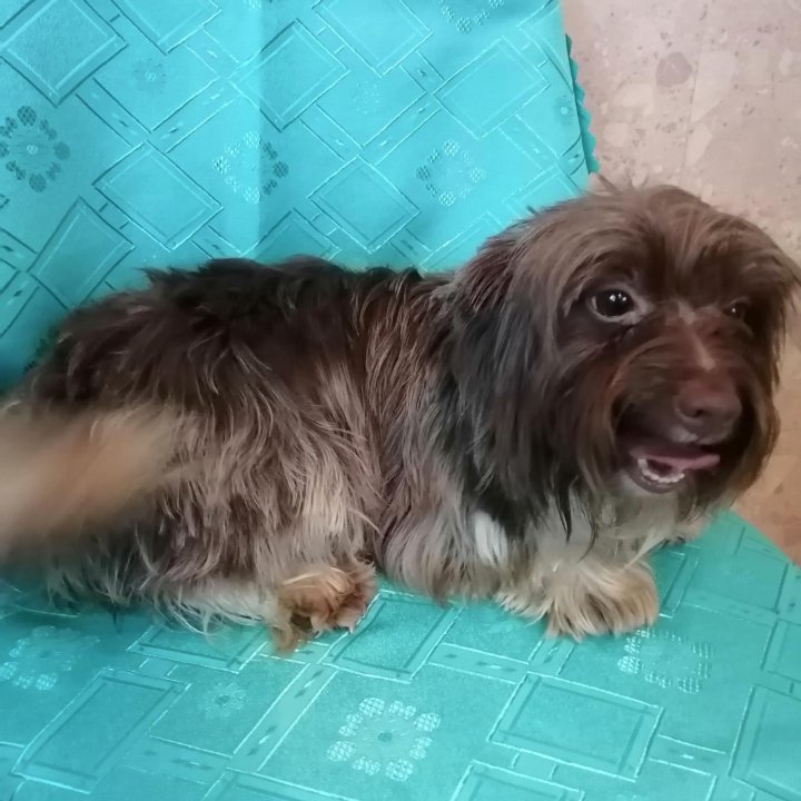 Девочка биро йорк 3 года