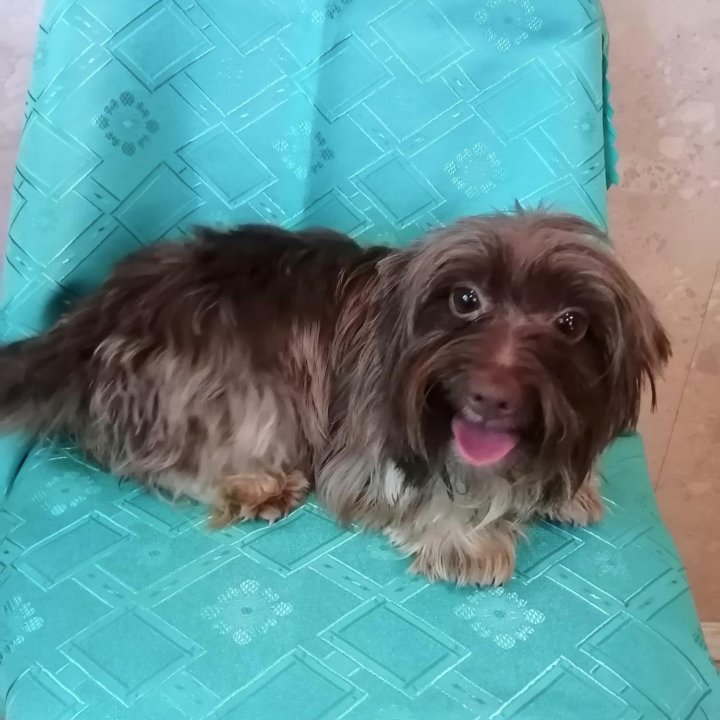 Девочка биро йорк 3 года