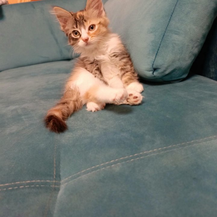 Котята