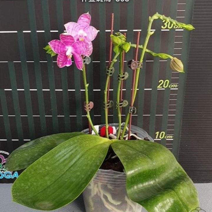 phal. Lyndon mix Zebra 868