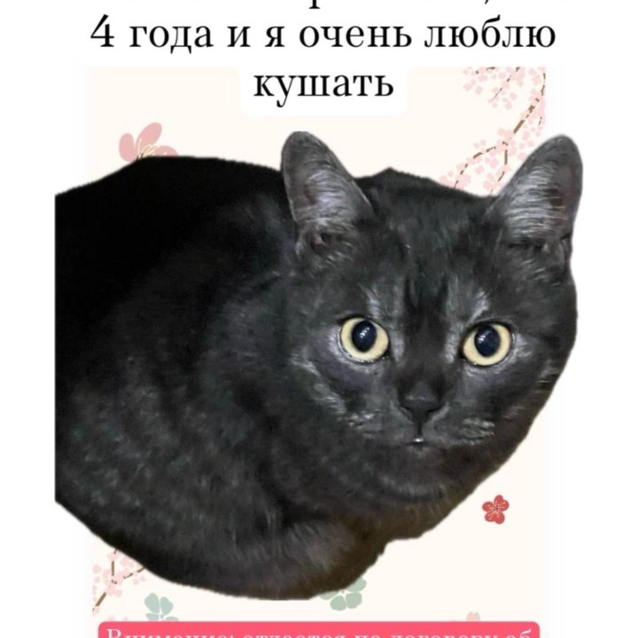 Котики в добрые руки