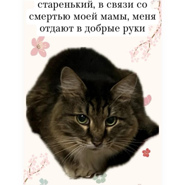 Котики в добрые руки