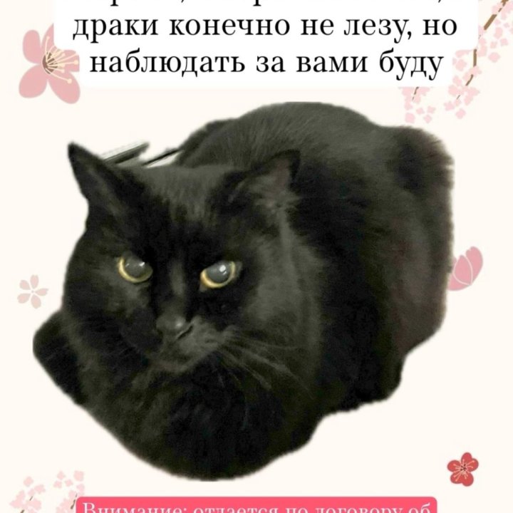 Котики в добрые руки