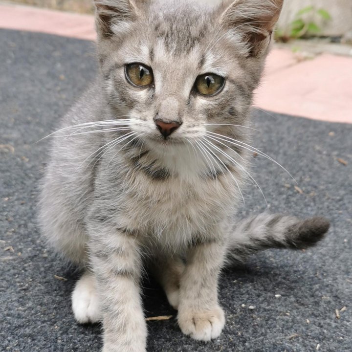 Котенок Рональдо , дружит с детьми