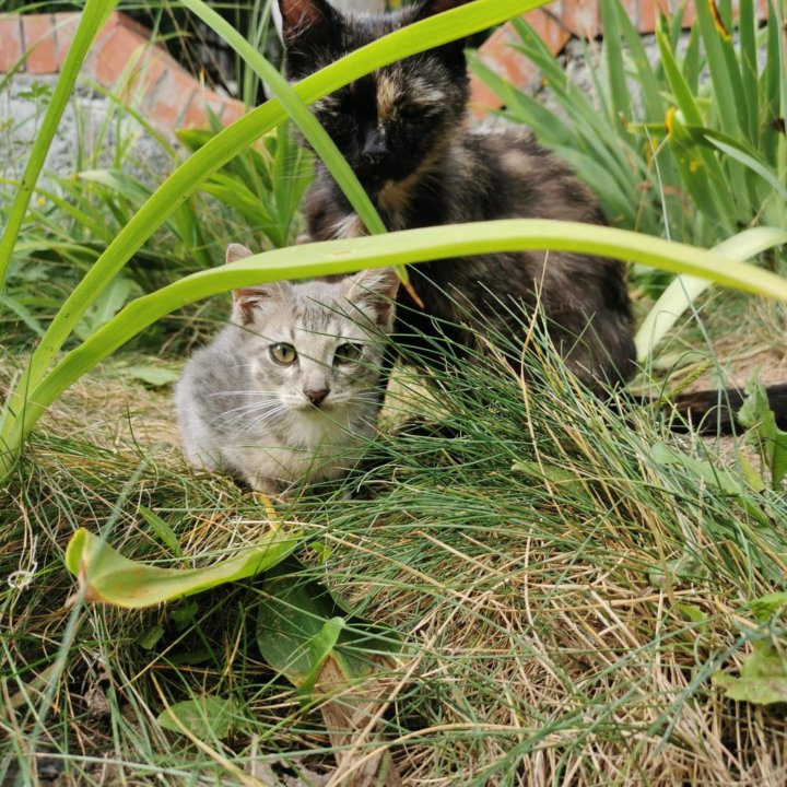 Котенок Рональдо , дружит с детьми