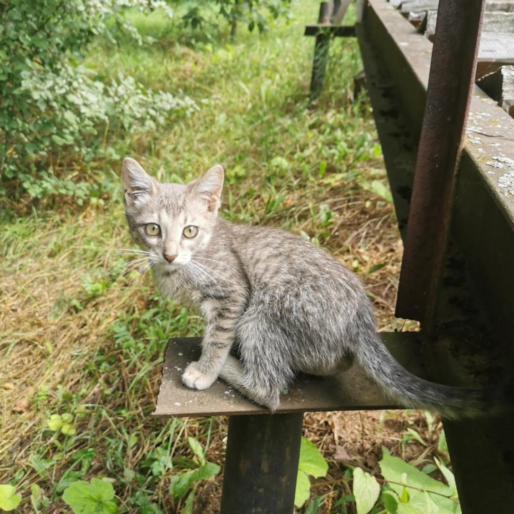 Котенок Рональдо , дружит с детьми