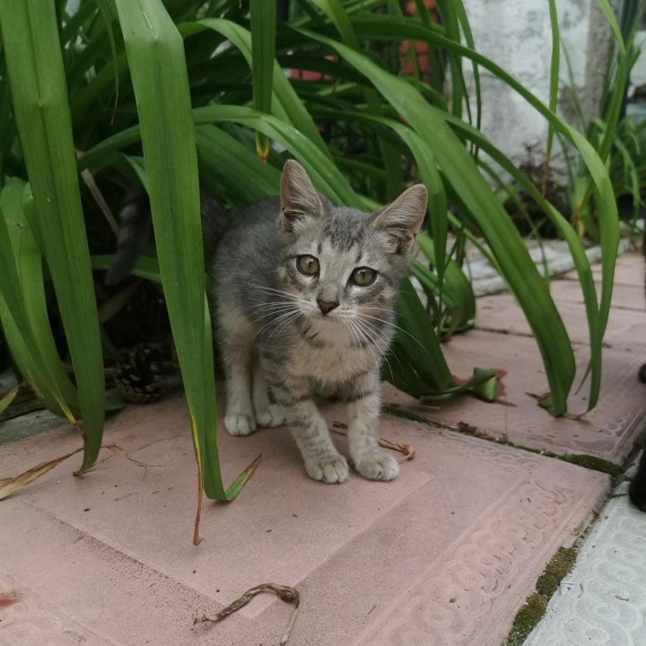 Котенок Рональдо , дружит с детьми