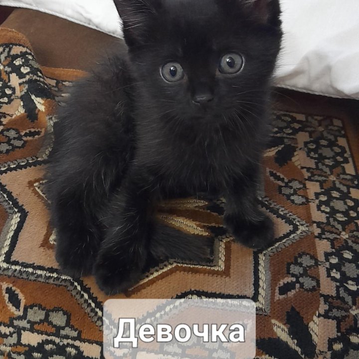 Котята в хорошие руки