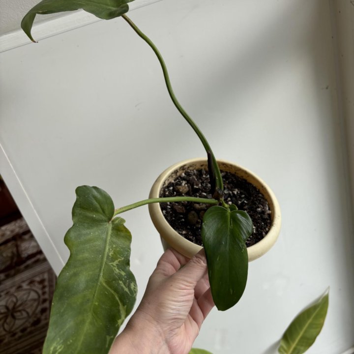 Филодендрон вариегатный