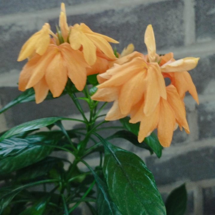 Кроссандра