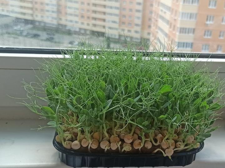 Микрозелень гороха