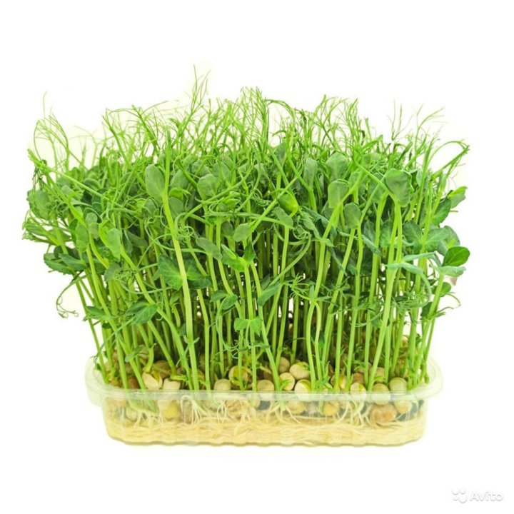 Микрозелень гороха