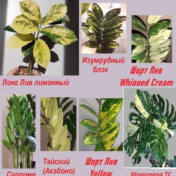 Замиокулькас вар. + Monstera Thai Constellation СП