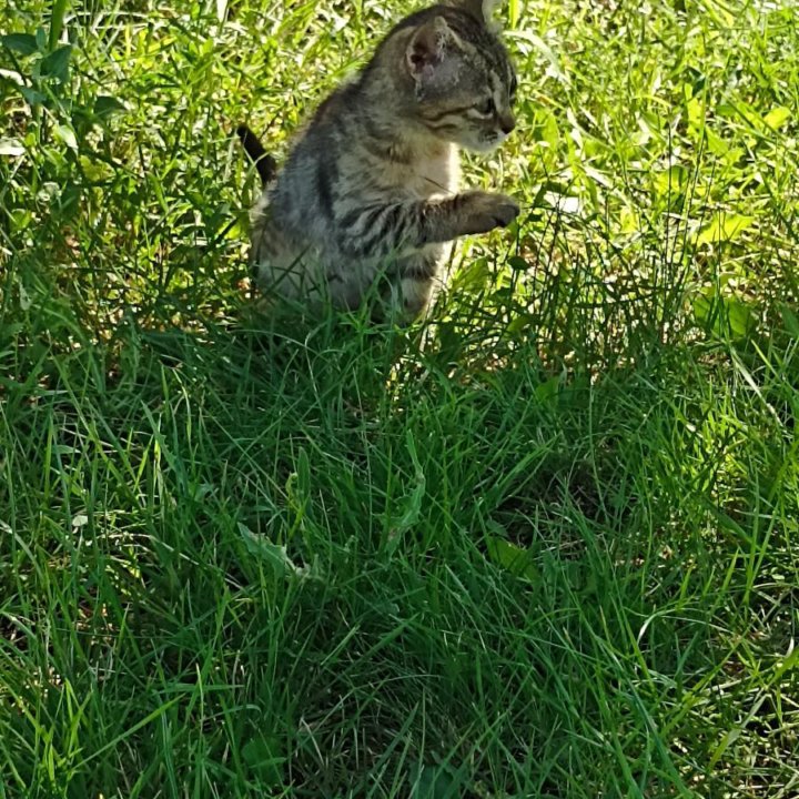 Котика вдобрые руки