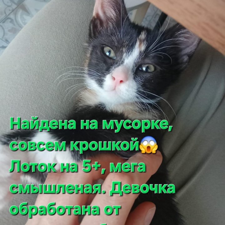 Котёнок бесплатно в добрые руки