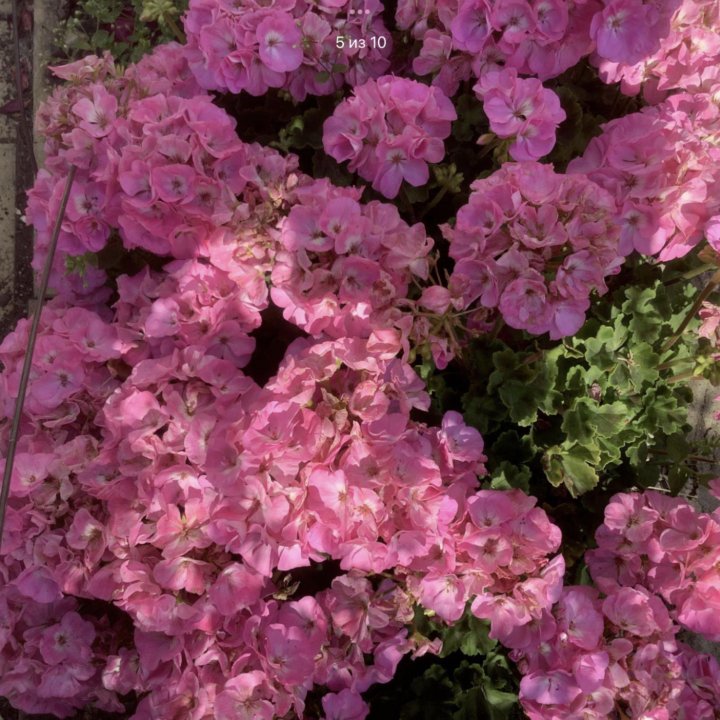 Пеларгония