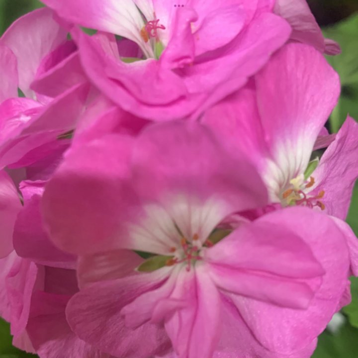 Пеларгония