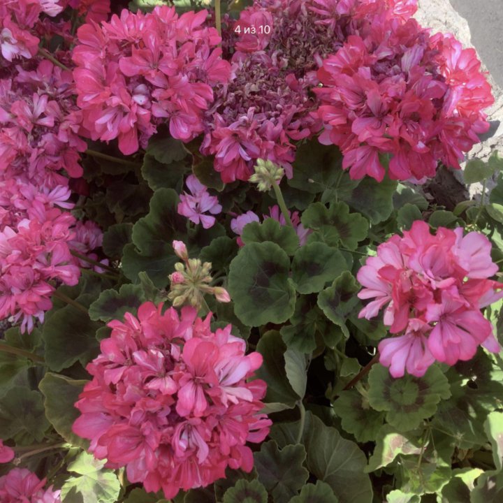 Пеларгония