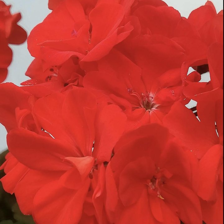 Пеларгония