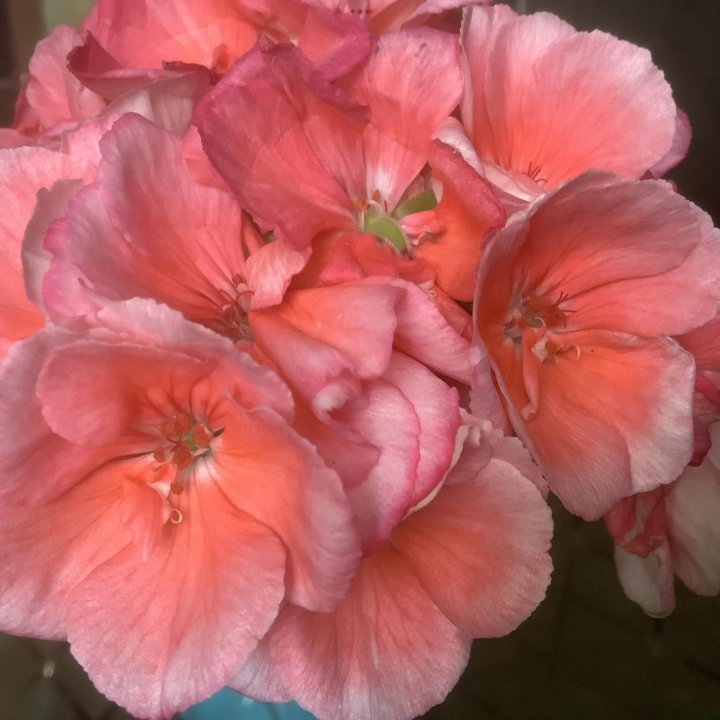 Пеларгония