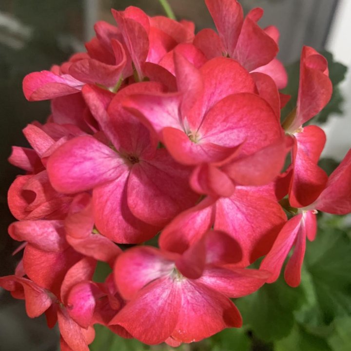 Пеларгония