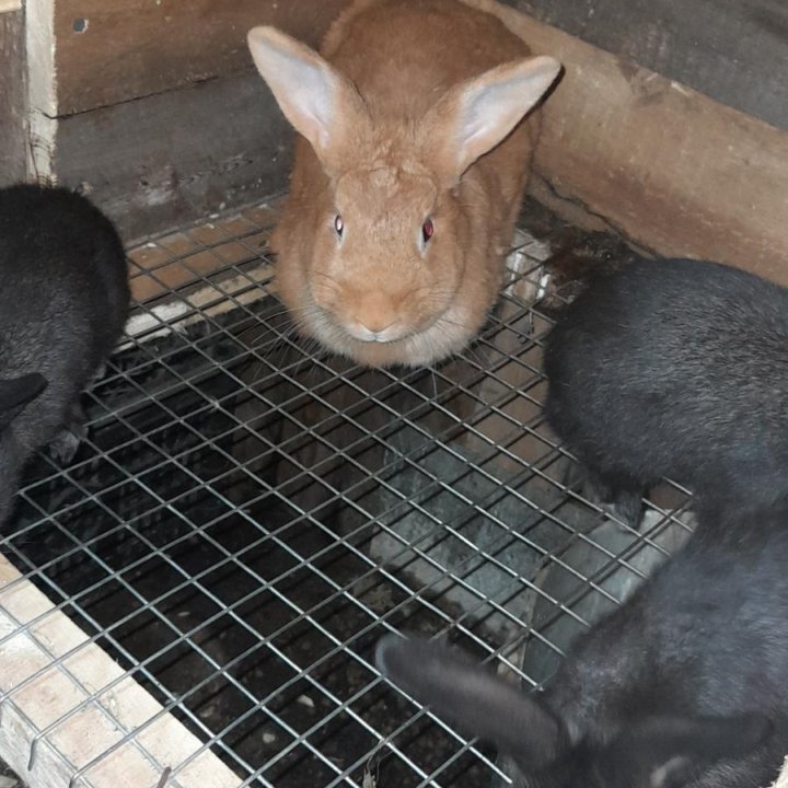 Крольчата помесные