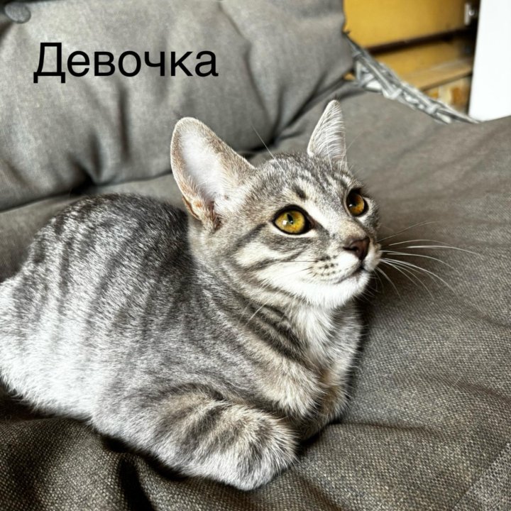 Котенок бесплатно