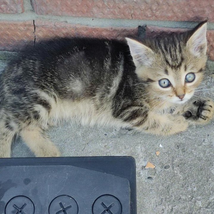 Котята от шотландской вислоухой кошки