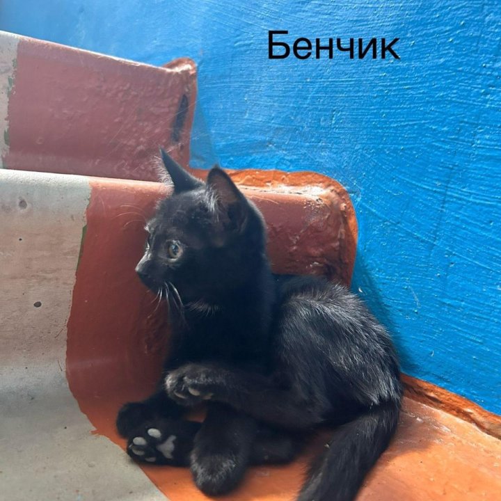 4 котёнка в добрые руки