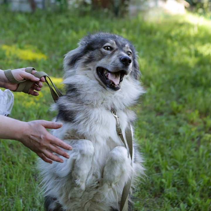 ЛИСЁНА В ДОБРЫЕ РУКИ