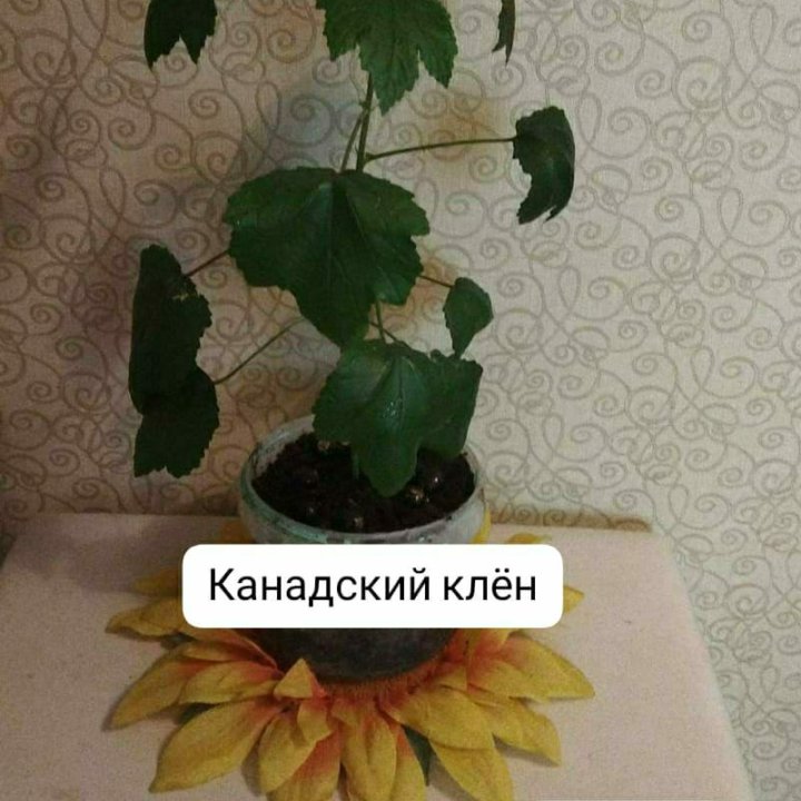 Комнатные цветы.