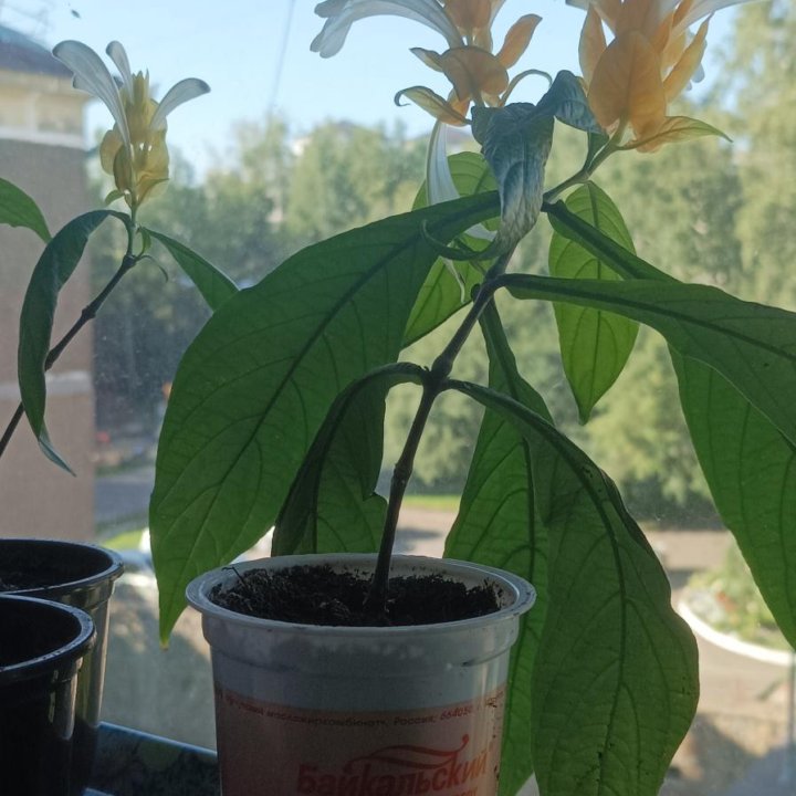 Пахистахис