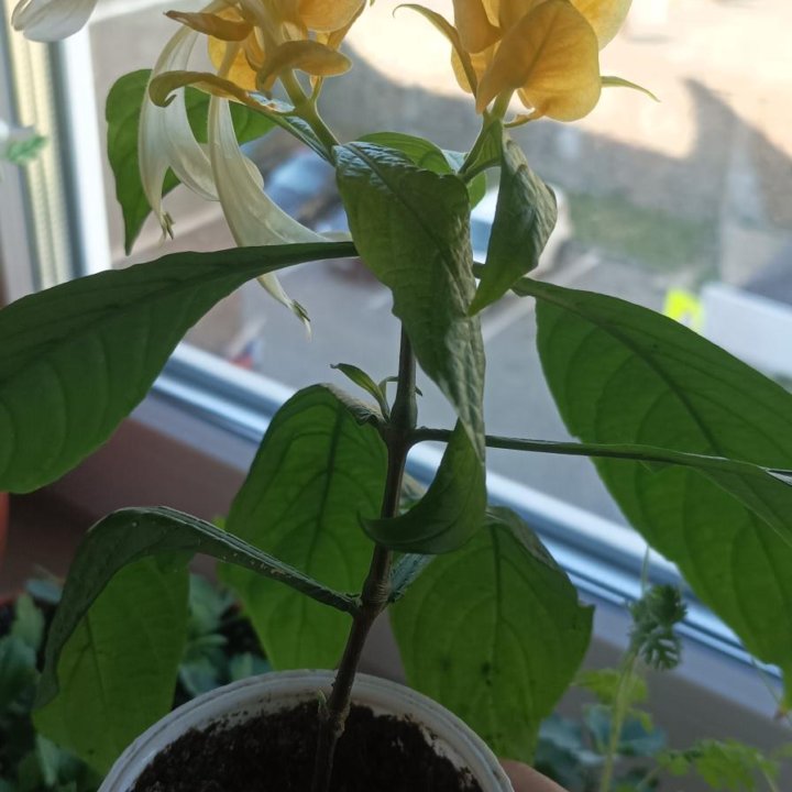 Пахистахис