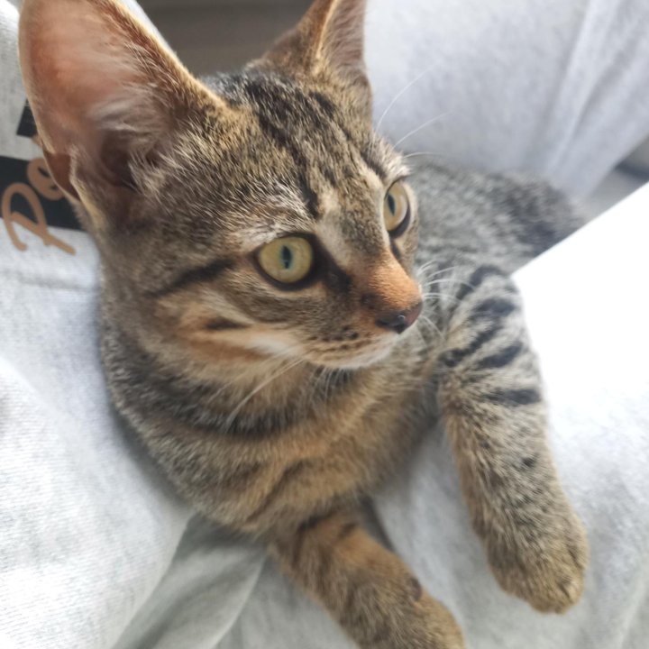 Котенок (девочка)