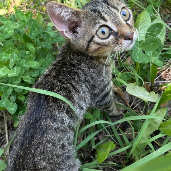 Котенок (девочка)