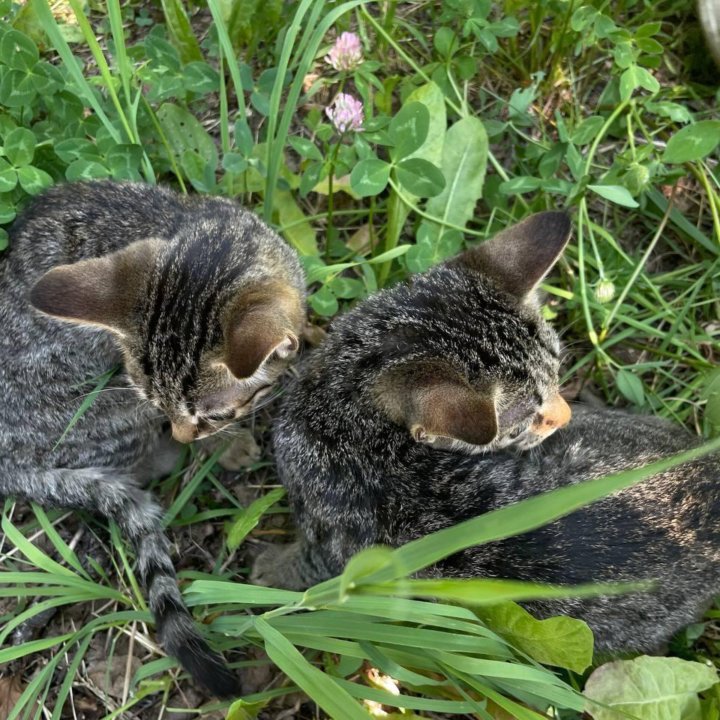 Котенок (девочка)