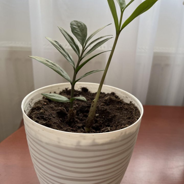 Замиокулькас